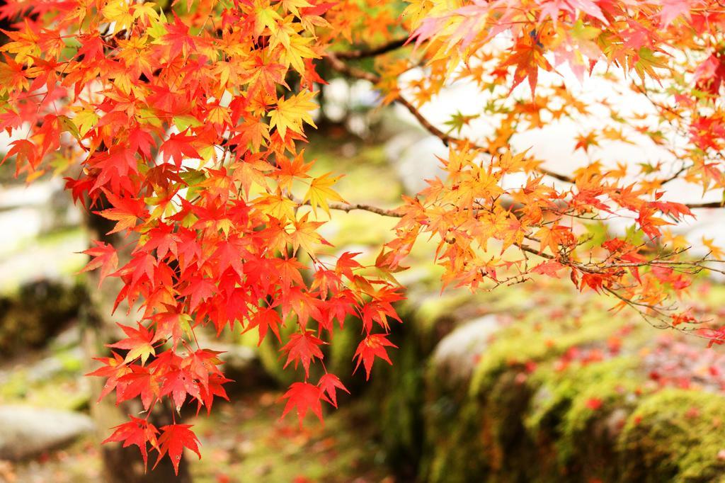 Yutorelo-An Annex Hotel Hakone Exterior photo